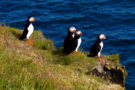 Puffins