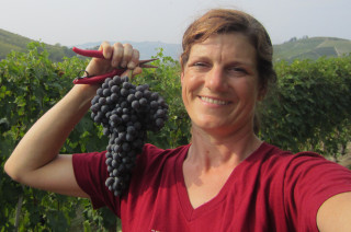 Grape Picking in Piemonte