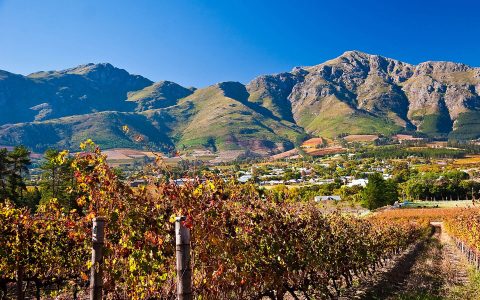 Vines 101: South Africa Wine