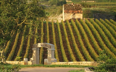 Vines 101: A Brief Introduction to Burgundy Wine