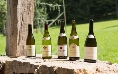 Vines 101: A Brief Introduction to Burgundy Wine