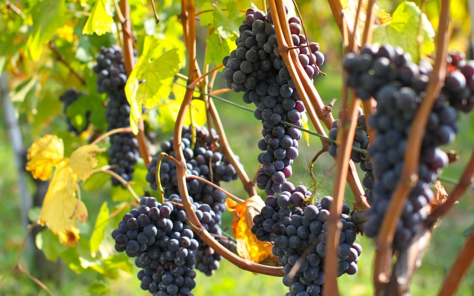 Vines 101: An Brief Primer on Piemonte Wine
