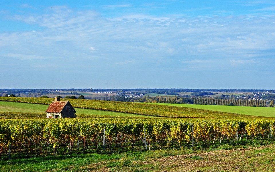 Vines 101: An Introduction to Loire Valley Wine