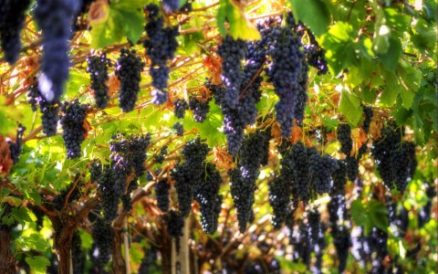Vines 101: Veneto Wine