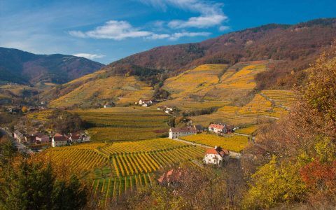Vines 101: Austrian Wine from the Wachau Region