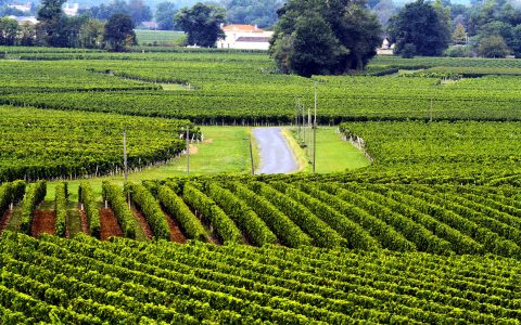 Vines 102: Bordeaux Wine Continued