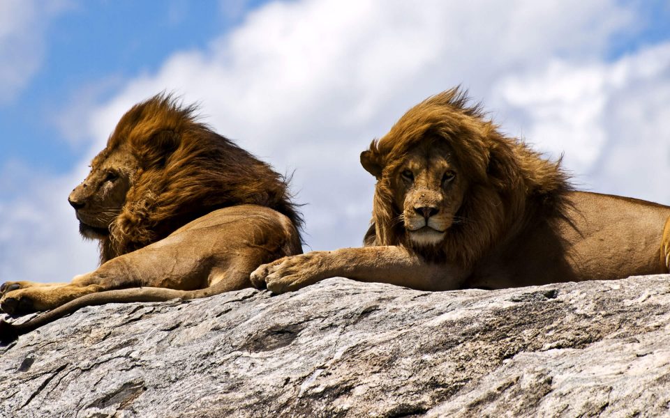 Call of the Wild: Our 6 Favourite African Animals