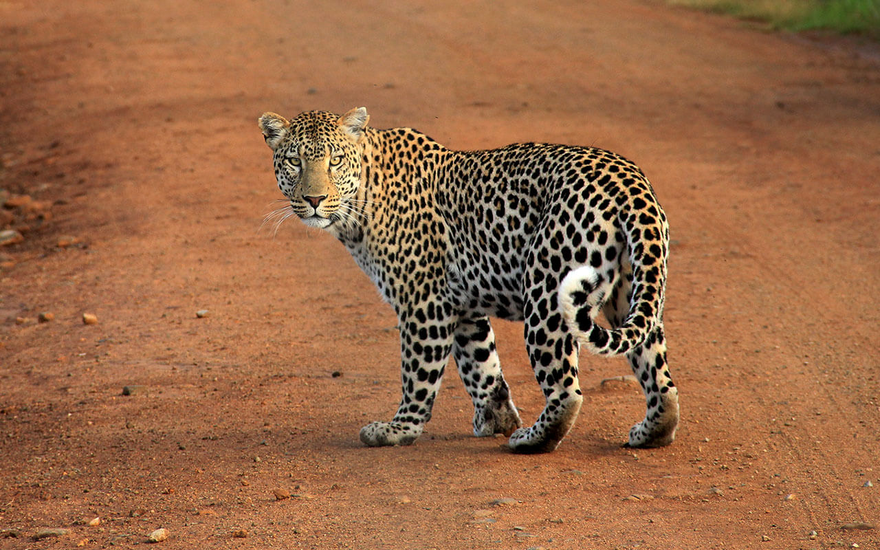 Leopards-new-blog