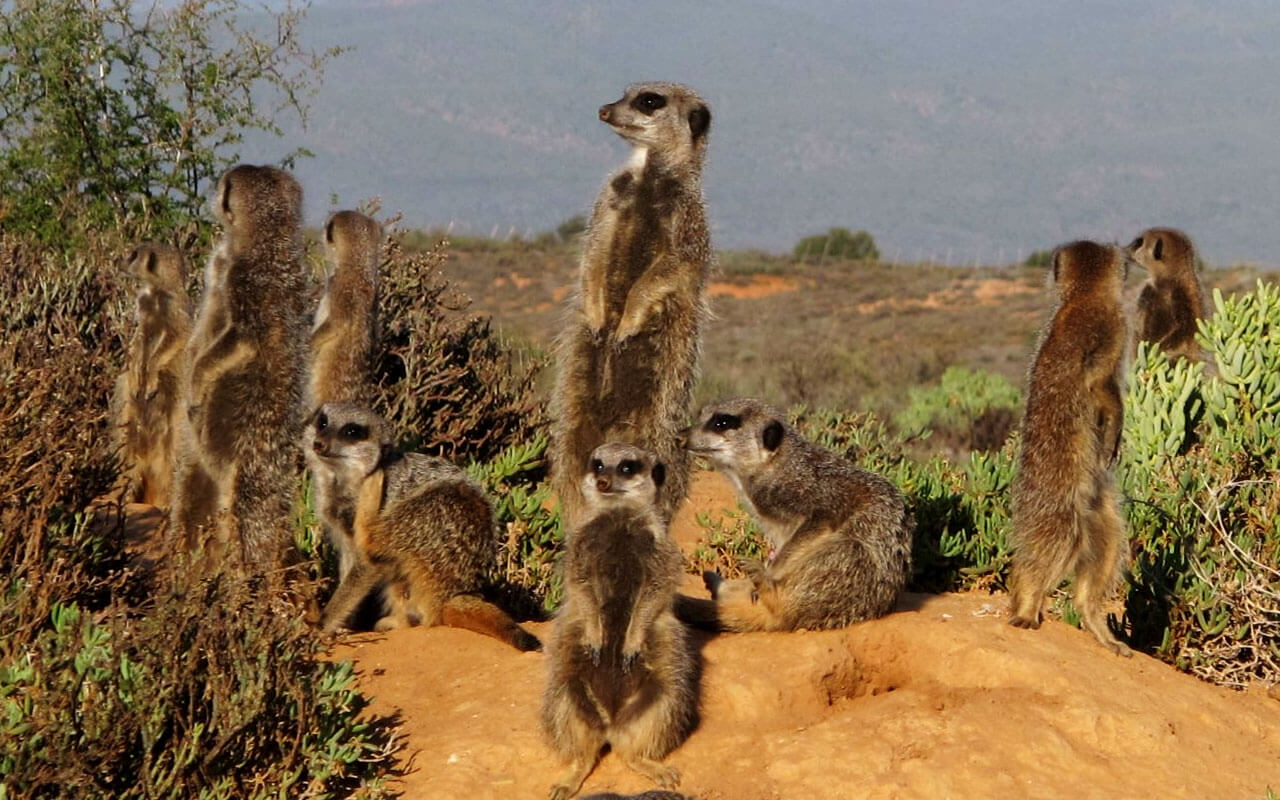 Meerkats-new-blog