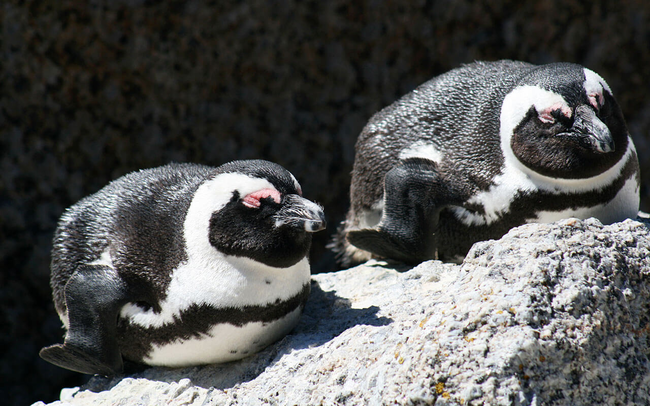 Penguins-new-blog