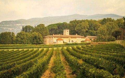 Vines 101: Examining the Wine of the Côtes du Rhône and Provençal Appellations