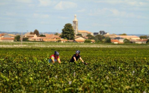 World-Famous Wines in Bordeaux