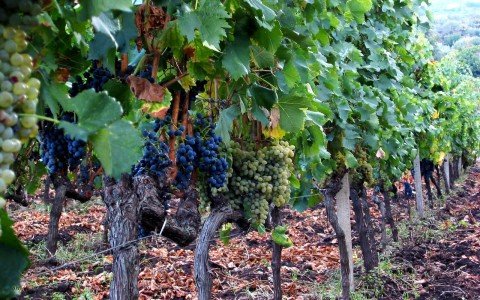 Vines 102: Sicily Wine Continued