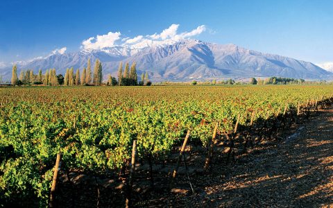 Vines 101: Chilean Wine