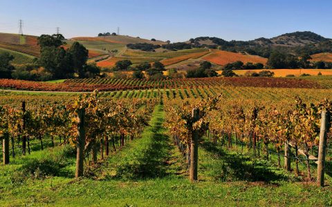 Vines 101: A History of Napa Valley Wine