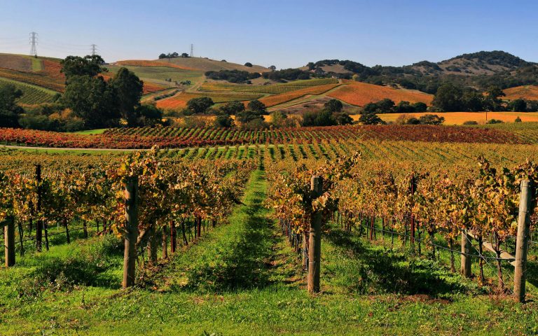 Napa-vines-new-blog-banner-