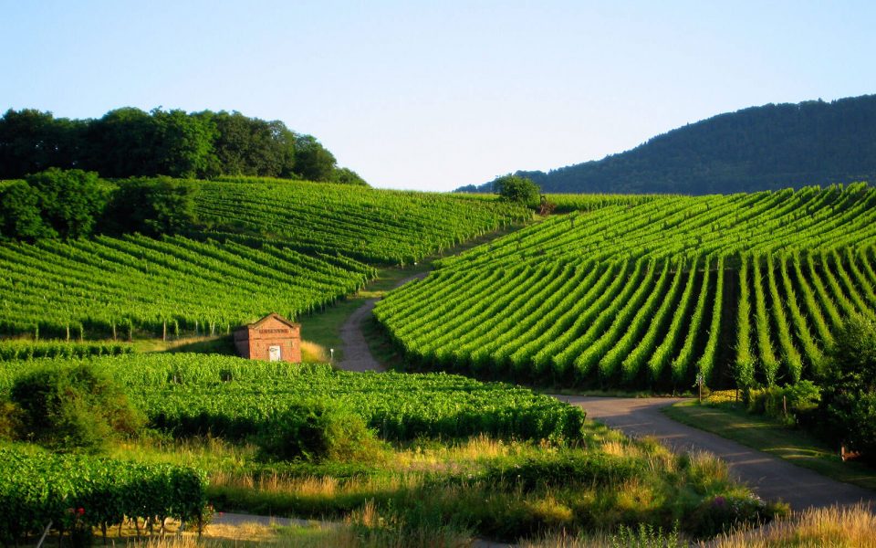 Vines 101: An Introduction to Alsace Wine