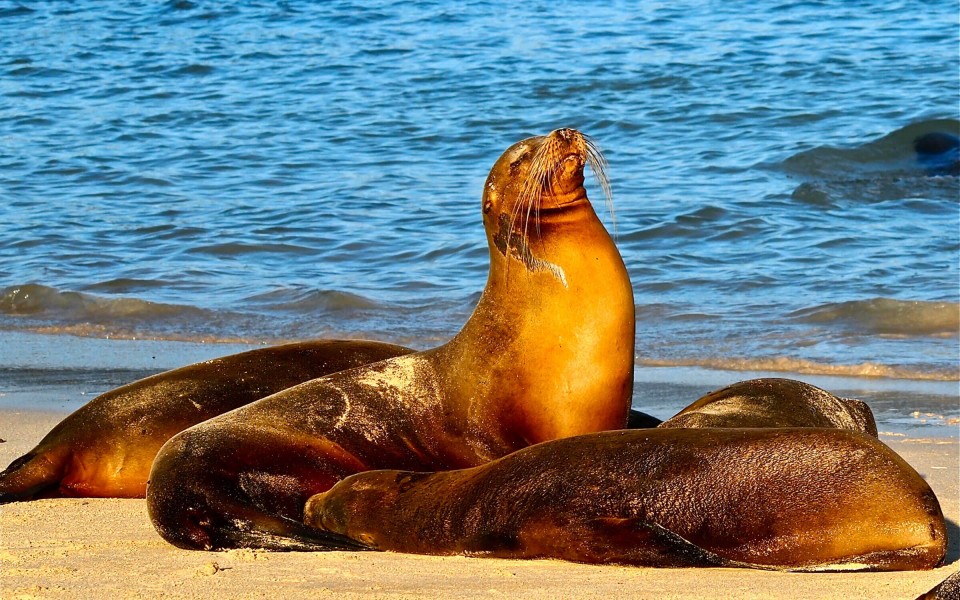 5 Must-See Galapagos Animals