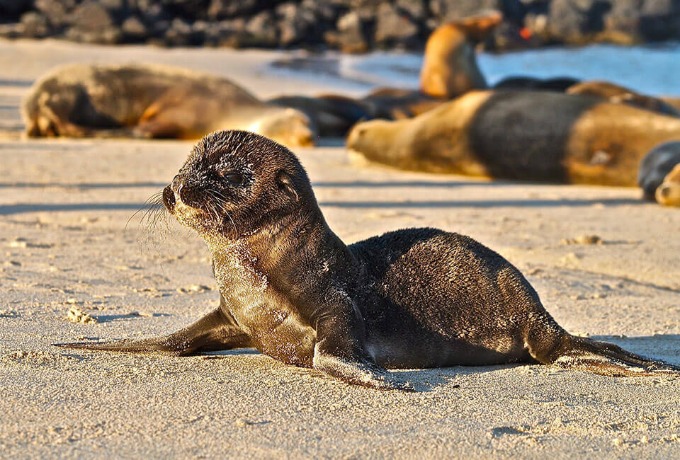 Sea-Lion_new