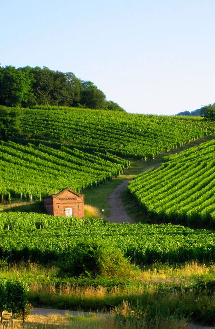 アルザス・ロワールワイン関連書籍 英語版 Vines 101: An Introduction to Alsace Wine | Butterfield & Robinson