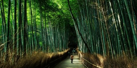 14 Things to Do in Kyoto
