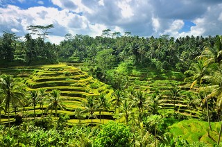 From pristine beaches to lush jungle, Bali admits of delightful contrasts. 