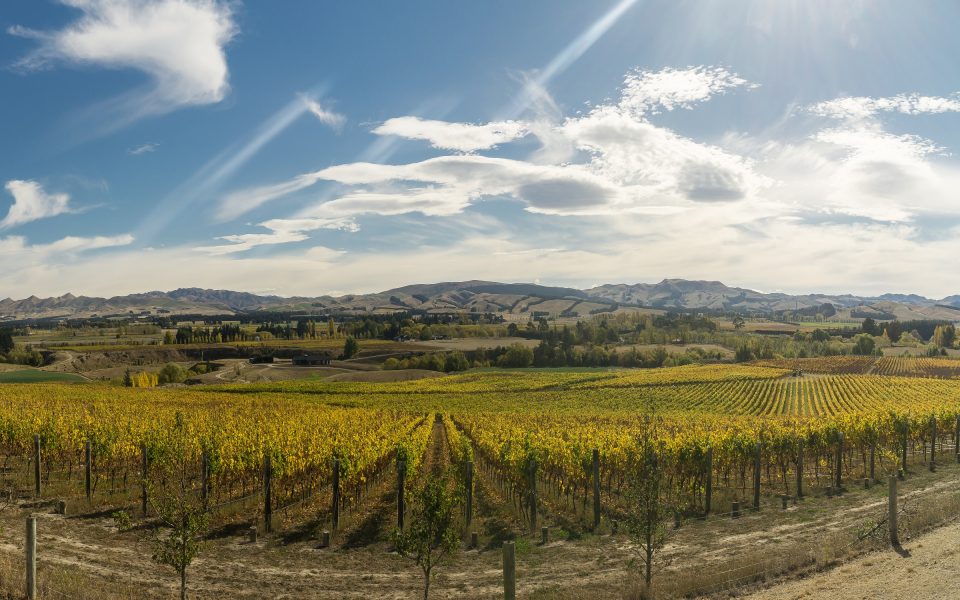 Vines 101: The 10 Best New Zealand Wines