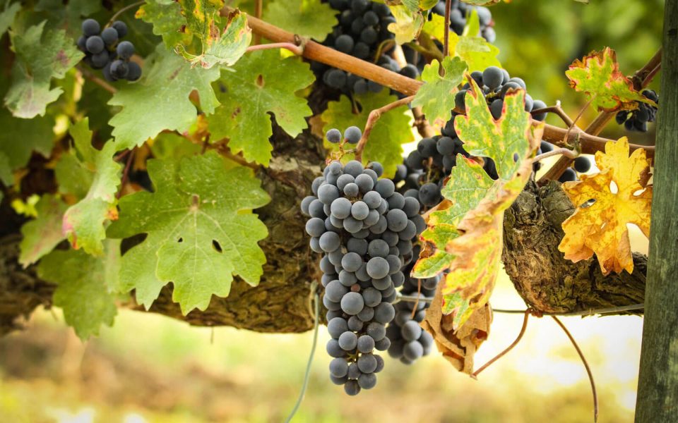 Vines 101: An Introduction to Rioja Wine