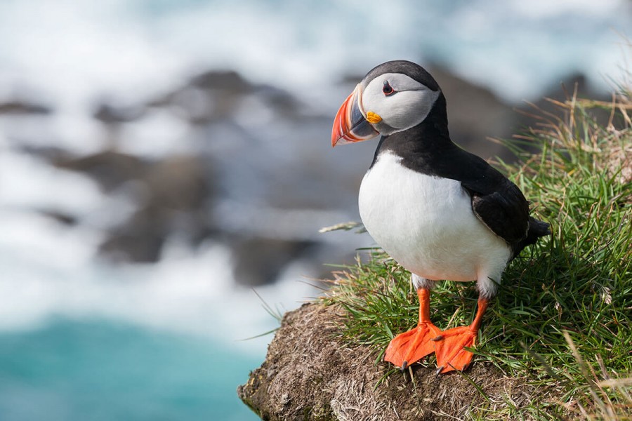Puffin-inset-photo