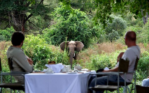 The tourism industry in Africa depends on these iconic species.