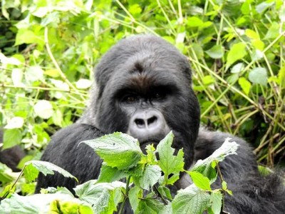 mountain gorilla hiding in bushes