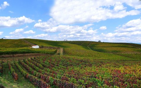 Vines 101: An Introduction to Portuguese Wine