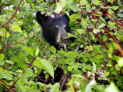 bear in bushes