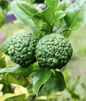 Kaffir lime leaves