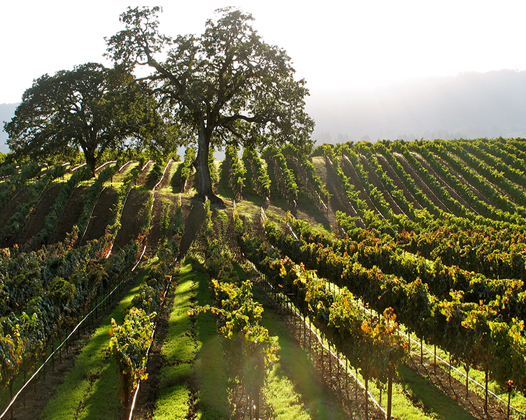 In Deep: A (Brief!) History Of Sonoma Valley | Butterfield & Robinson