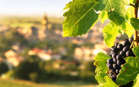 The 9 Best Wines of the Côtes du Rhône