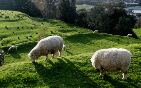 Wild, Wacky & Woolly: The Animals of New Zealand