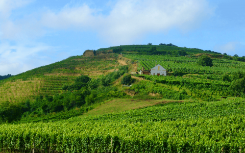 Vines 101: An Introduction to Hungarian Wine