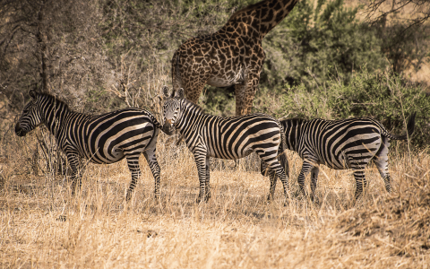 Tanzania: 5 Incredible Things to Do With Family
