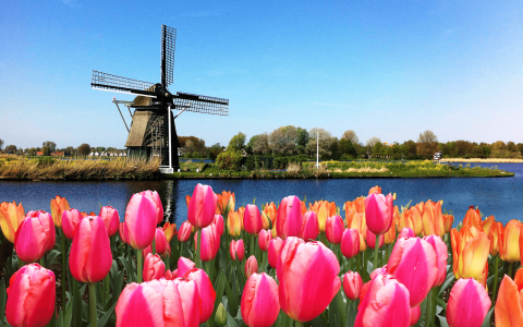 The Best Time to Visit the Netherlands