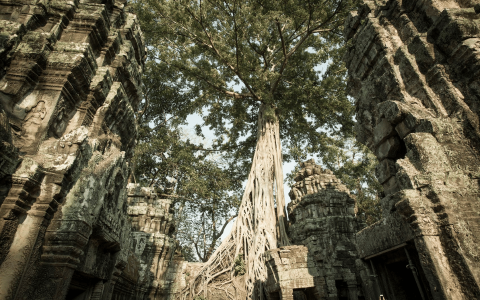 Ta Prohm tree