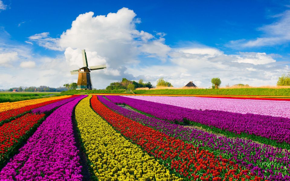Reading for the Road: A Few of Our Favourite Books About Holland