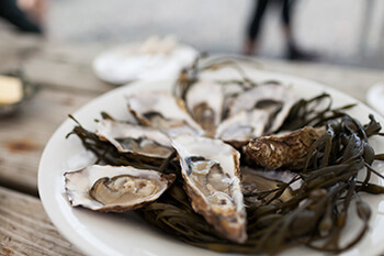 Ireland oysters
