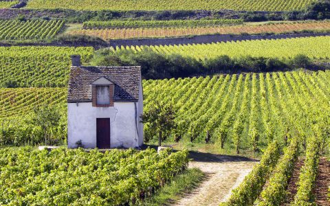 Falling Head Over Heels for Burgundy