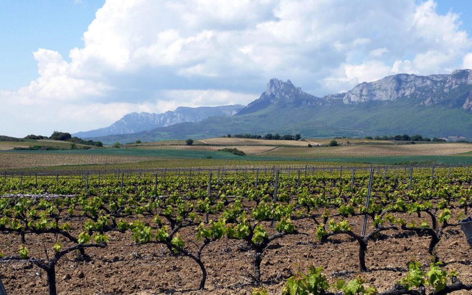 The 10 Best Rioja and Ribeira del Duero Wines
