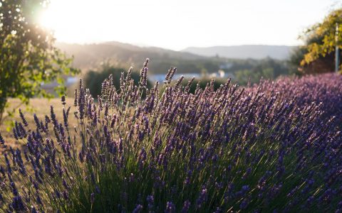 10 Best Markets & Shops in Provence