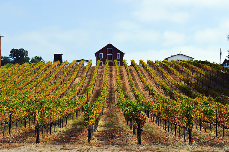 Top California Wines