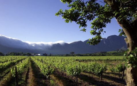 7 Best Wines from South Africa