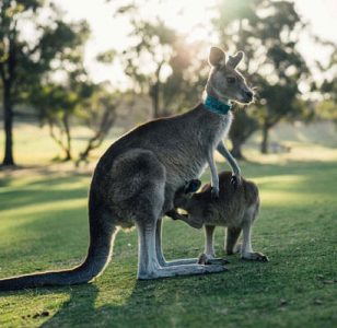 what are the reasons to visit australia