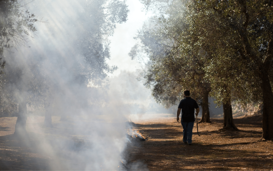 Puglia trees and men walking